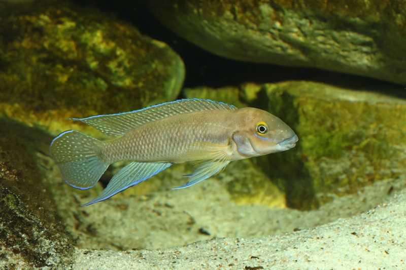 Chalinochromis cyanophleps 'Kipili'